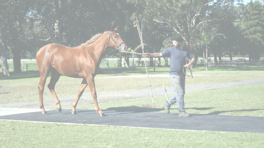 Lote VITA RULER (COSMIC TRIGGER -  KHALESI QUEEN)