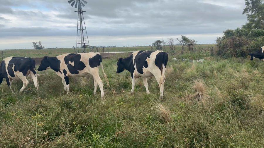 Lote 22 Novillo Holando Argentino en Ñanducita, Santa Fe