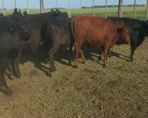 Lote 75 Vaquillonas en Tres Arroyos, Buenos Aires