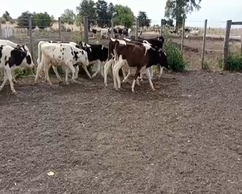 Lote (Vendido)25 Terneros HOLANDOS a remate en 2da Pantalla ENTRE MARTILLOS en LIBERTAD