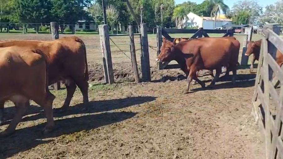 Lote 85 Vacas medio uso C/ gtia de preñez