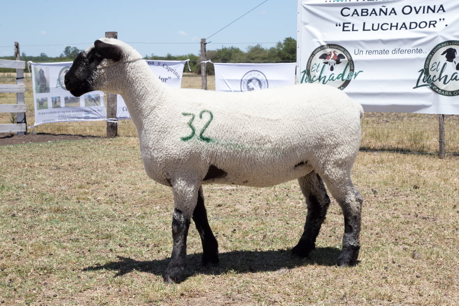 Lote OVINO HAMPSHIRE D. HEMBRA PP