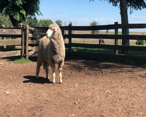 Lote 1 Borregos en Cerro Largo, Cerro Largo