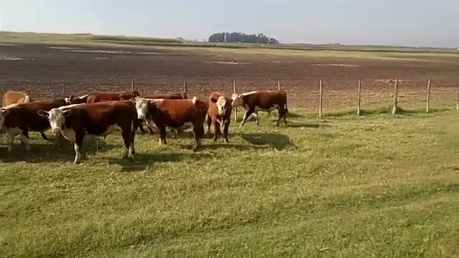 Lote 37 Terneros/as en Buenos Aires, Pehuajó