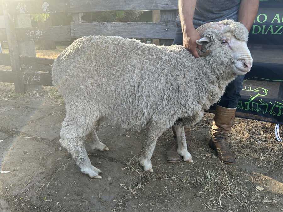 Lote Borrego 2D (MO: No)