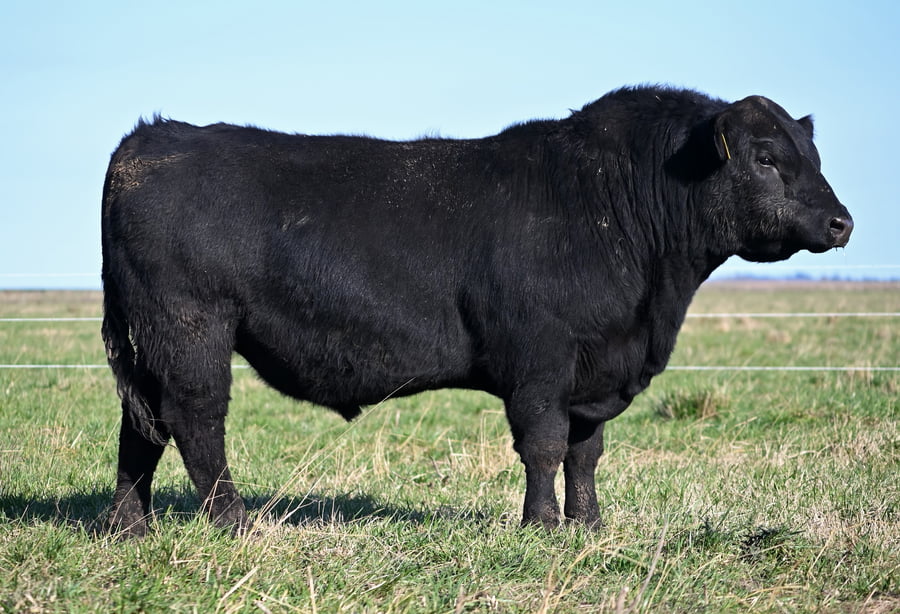 Lote TOROS PUROS DE PEDIGREE