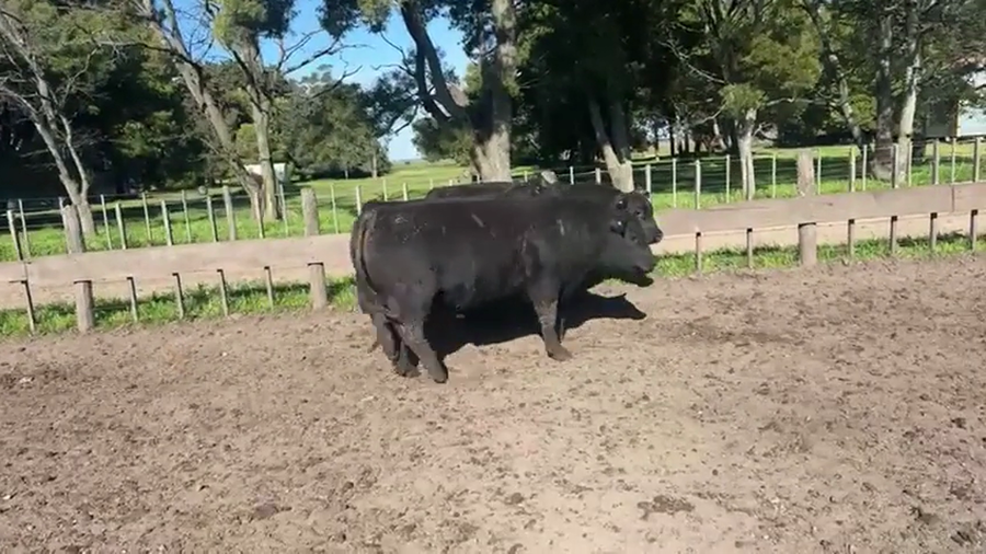 Lote TOROS PUROSCONTROLADOS SANTA MARTA
