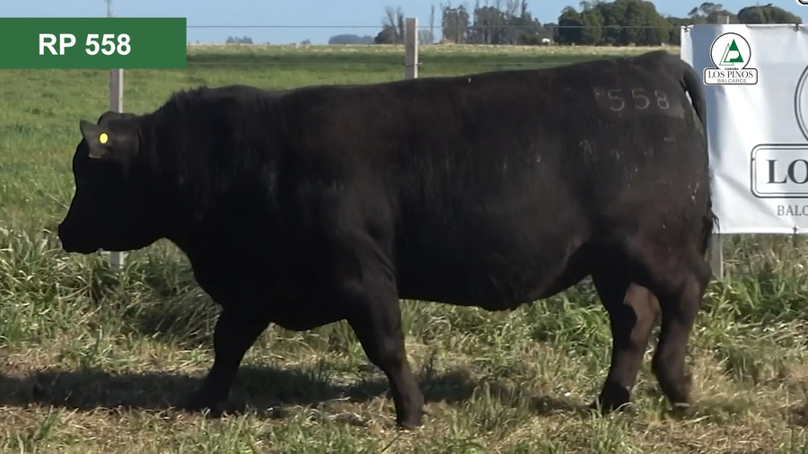 Lote 3 Toros ANGUS a remate en 40º Remate Anual - Cabaña Los Pinos en Balcarce