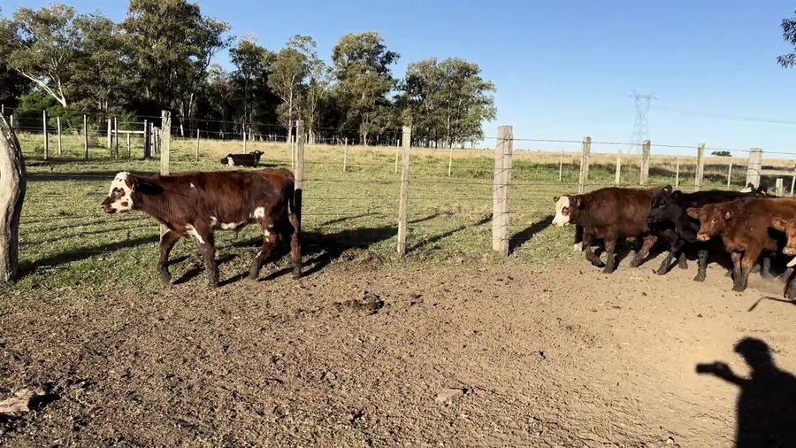 Lote TERNEROS