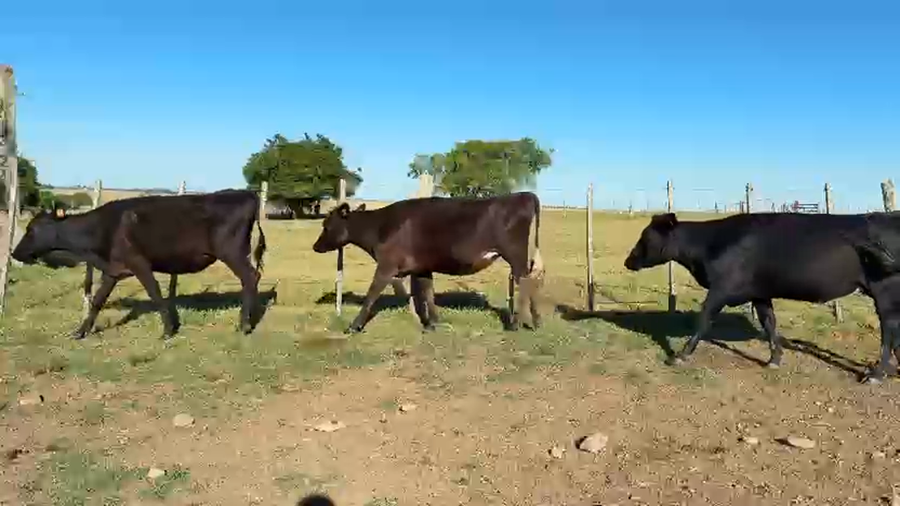 Lote VAQUILLONA PREÑADAS