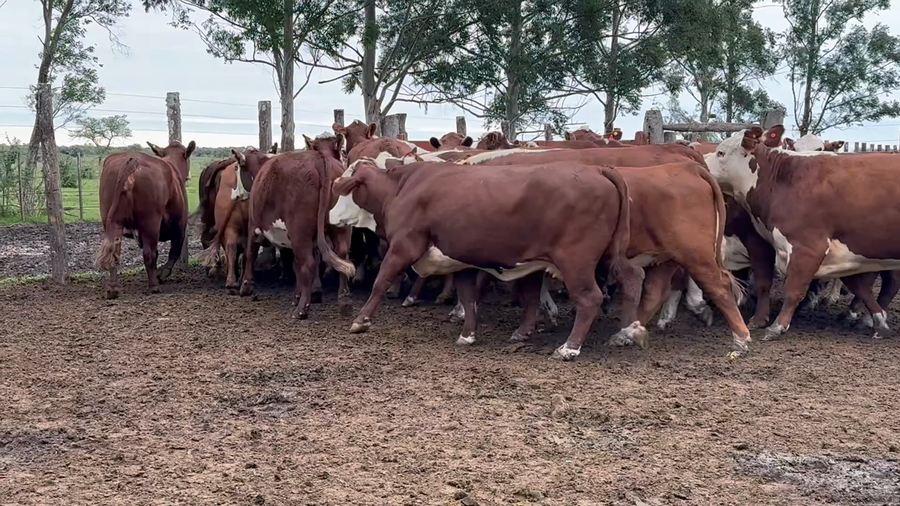 Lote 35 Vacas faena