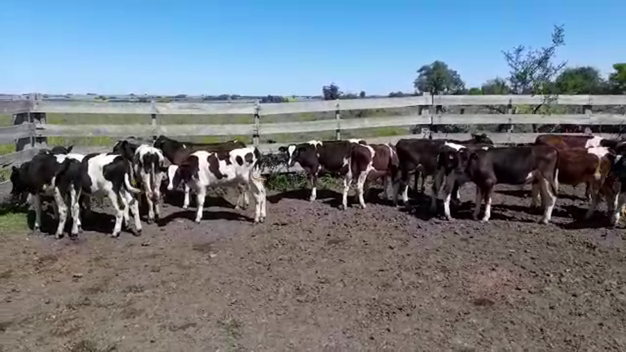 Lote (Vendido)15 Terneros Holando HOLANDO a remate en PANTALLA FEDERICO GARLAND 150kg -  en COLONIA AMERICA