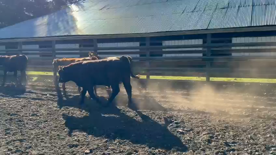 Lote 21 Ternero en Curacautín, IX Región Araucanía