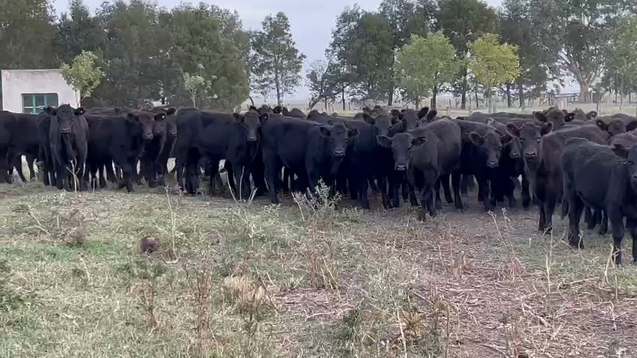 Lote 70 Terneras en Dolores, Buenos Aires