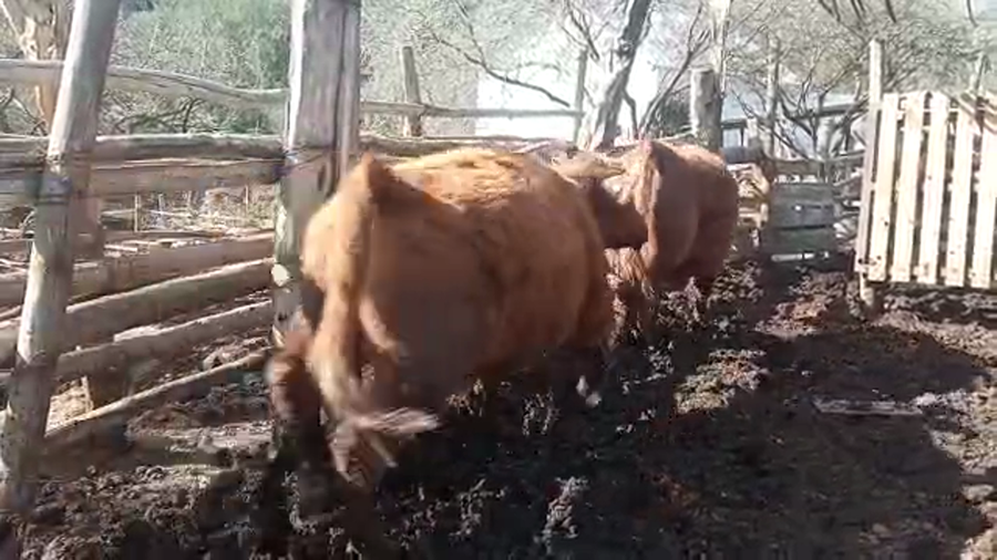 Lote 38 Novillo Engorda en Petorca, V  Región Valparaíso