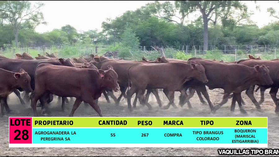 Lote LOTE 28 - 55 VAQUILLAS CBO 1