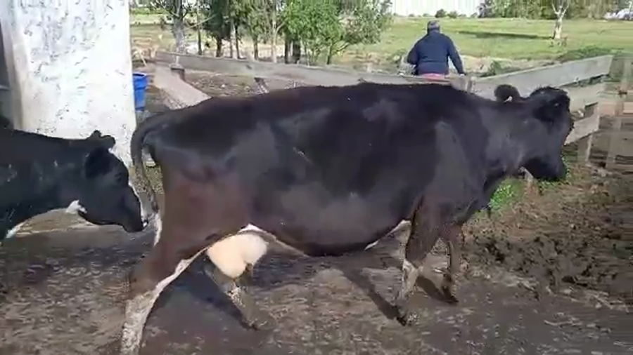Lote 2 Vacas de Invernada a remate en PANTALLA CAMY 490kg - , San José