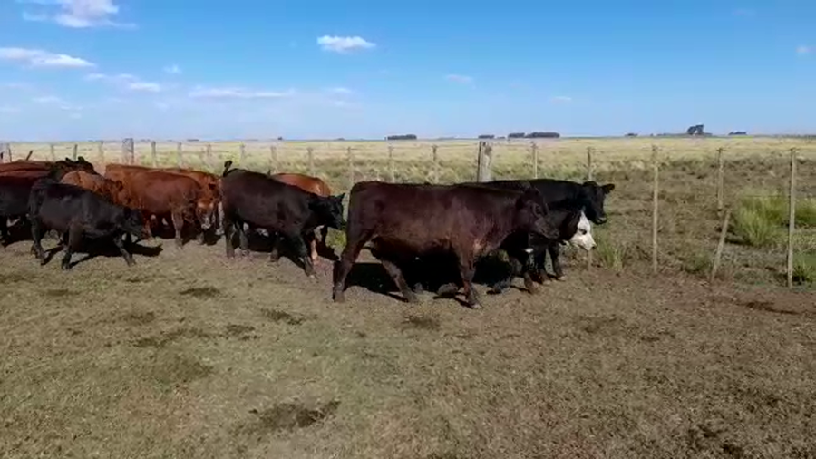 Lote 22 Terneros/as en Buenos Aires, Benito Juárez