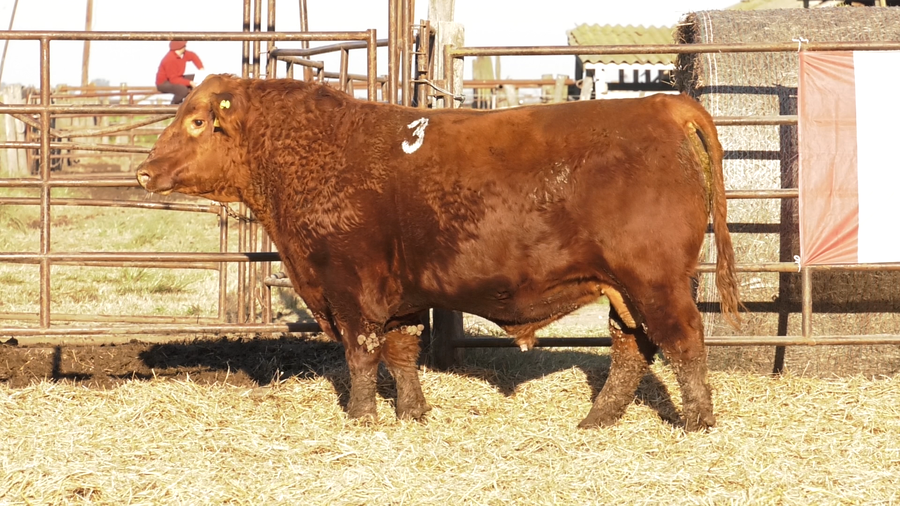 Lote TOROS ANGUS COLORADOS  PC