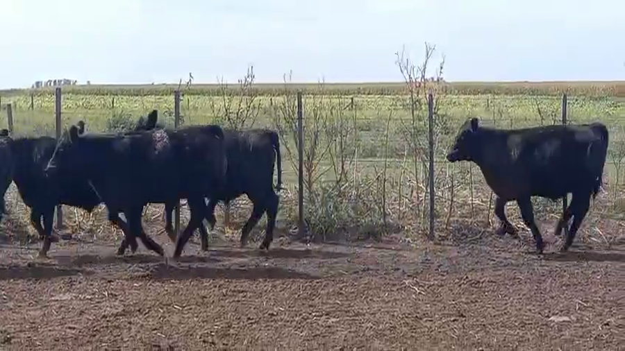 Lote 60 Terneros en Pirovano