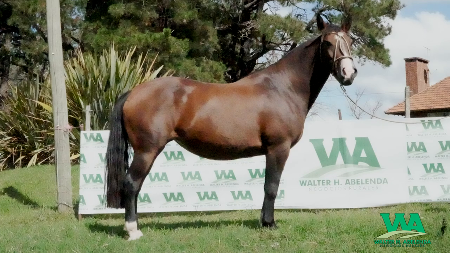 Lote AVERIAS ESTAMPA