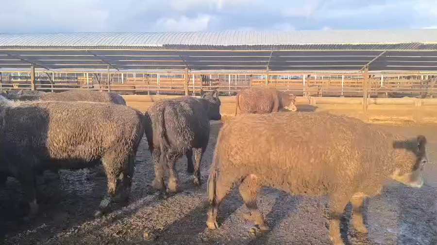 Lote 20 Vaquilla Gorda en Los Ángeles, VIII Región Biobío