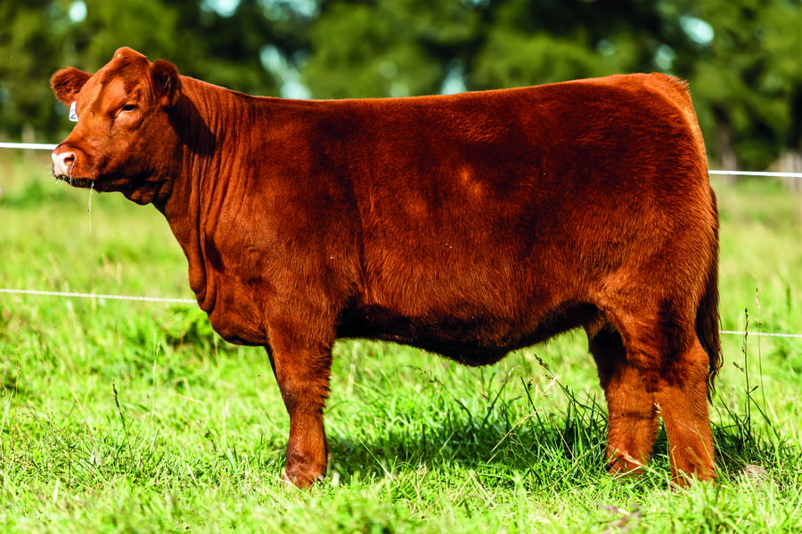 Lote TERNERAS PURAS DE PEDIGREE