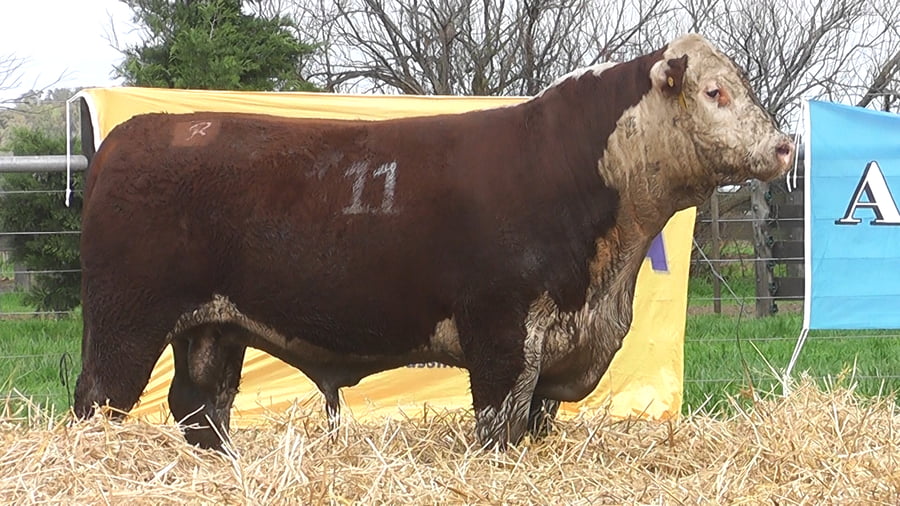 Lote TOROS P. HEREFORD PR