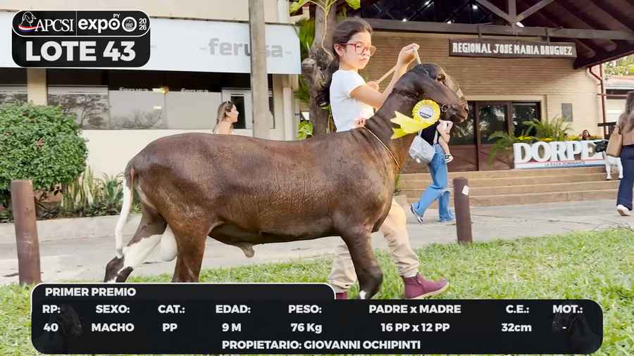 Lote LOTE 43 - BOZAL