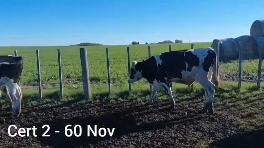 Lote NOVILLOS DE 1 A 2