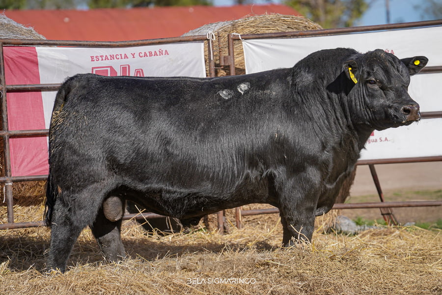 Lote TOROS ANGUS  PP