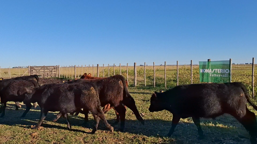 Lote 33 Terneros en Buenos Aires, Suipacha