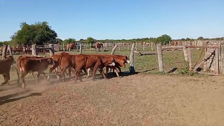 Lote 140 Terneros en Corrientes, Sauce