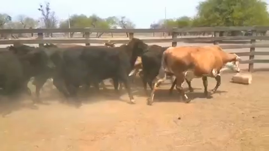 Lote 35 Vacas nuevas C/ gtia de preñez en Villa Gral. Güemes, Formosa