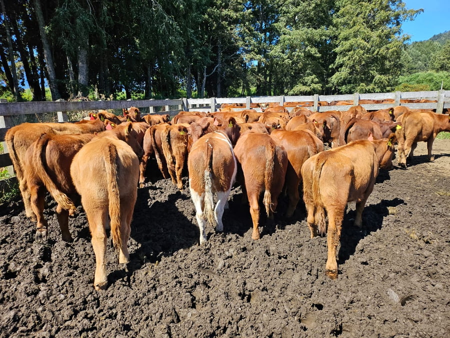 Lote 67 Vaquilla Engorda en Futrono, XIV Región Los Ríos