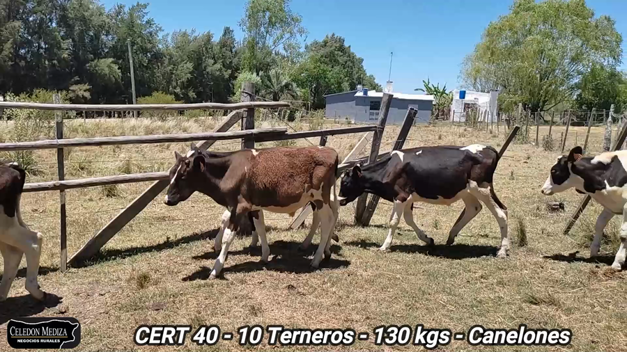 Lote 10 Terneros en Canelones