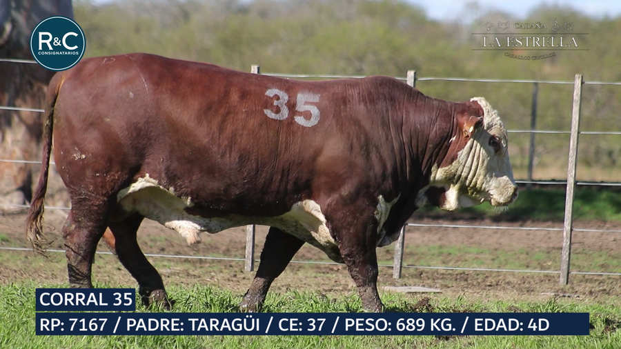 Lote Toro Braford