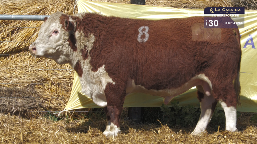 Lote TOROS HEREFORD PURO REGISTRADOS