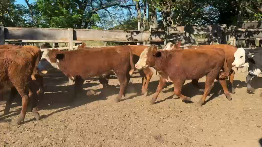 Lote 70 Terneros