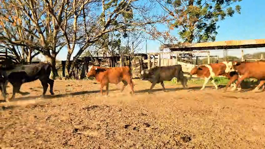 Lote 33 Terneros en Chaco, Basail