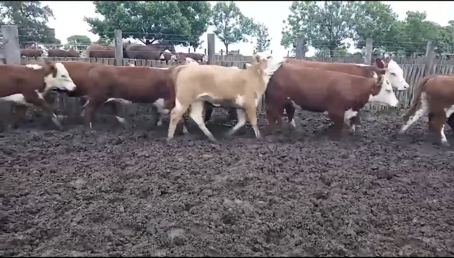 Lote 39 Terneras en Entre Ríos, San Jaime