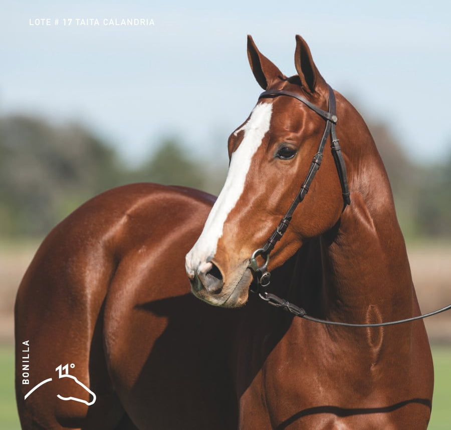 Lote TAITA CALANDRIA - T/E (OPEN ILUMINADO - TAITA BACHATA)