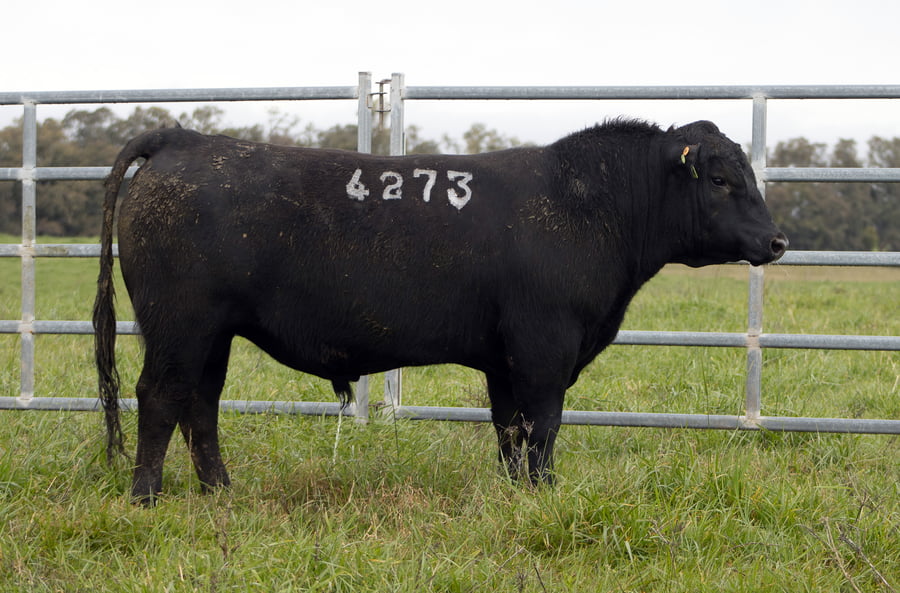 Lote ABERDEEN ANGUS SA - Angus NEGROS