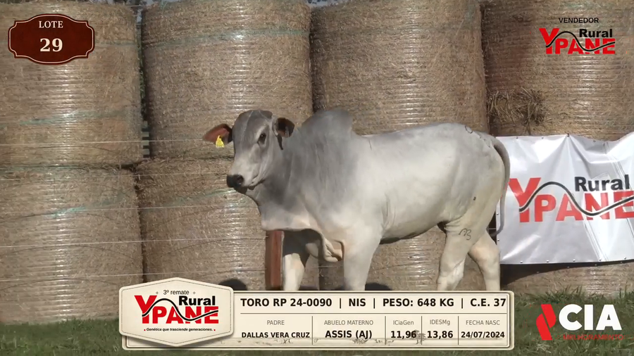 Lote Lote 29