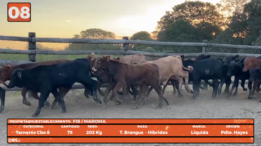 Lote LOTE 8