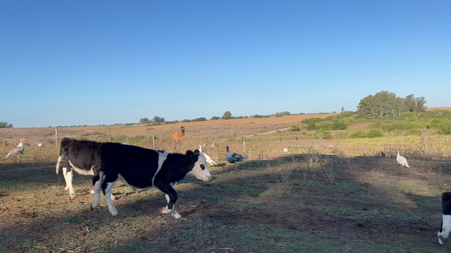 Lote TERNEROS Y TERNERAS