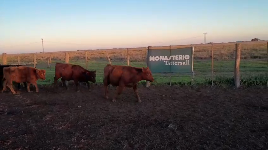 Lote 20 Terneros/as en Laprida