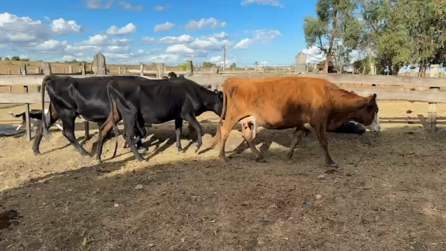 Lote VACAS DE INVERNADA