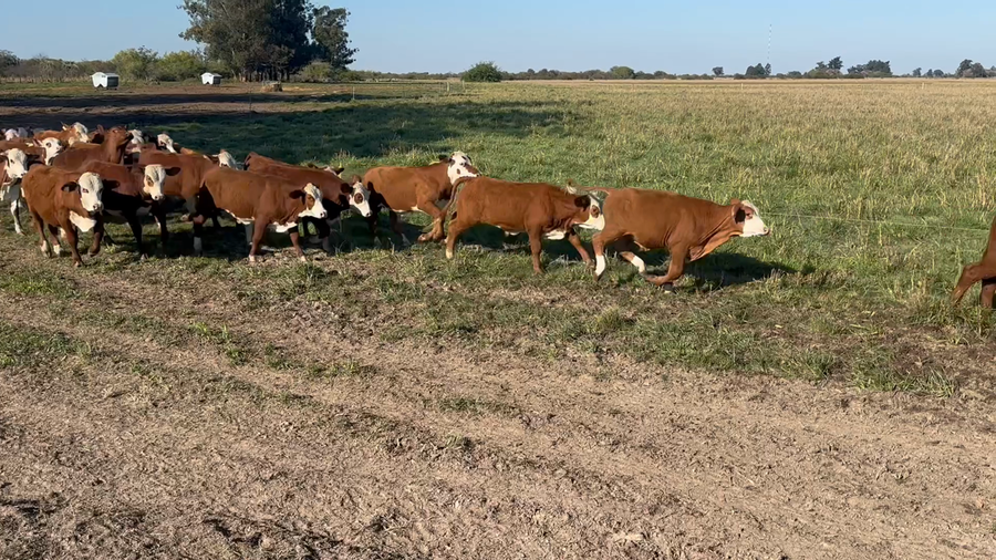 Lote 110 Terneros en Corrientes, Goya