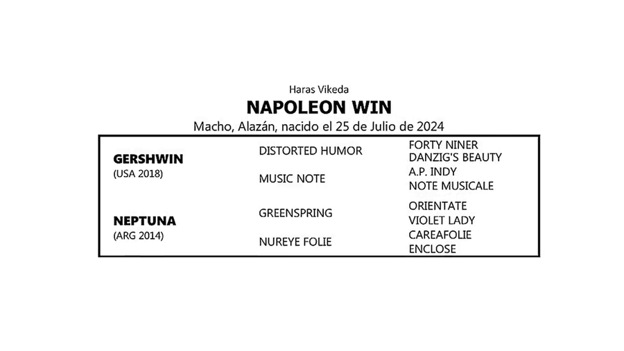 Lote NAPOLEON WIN